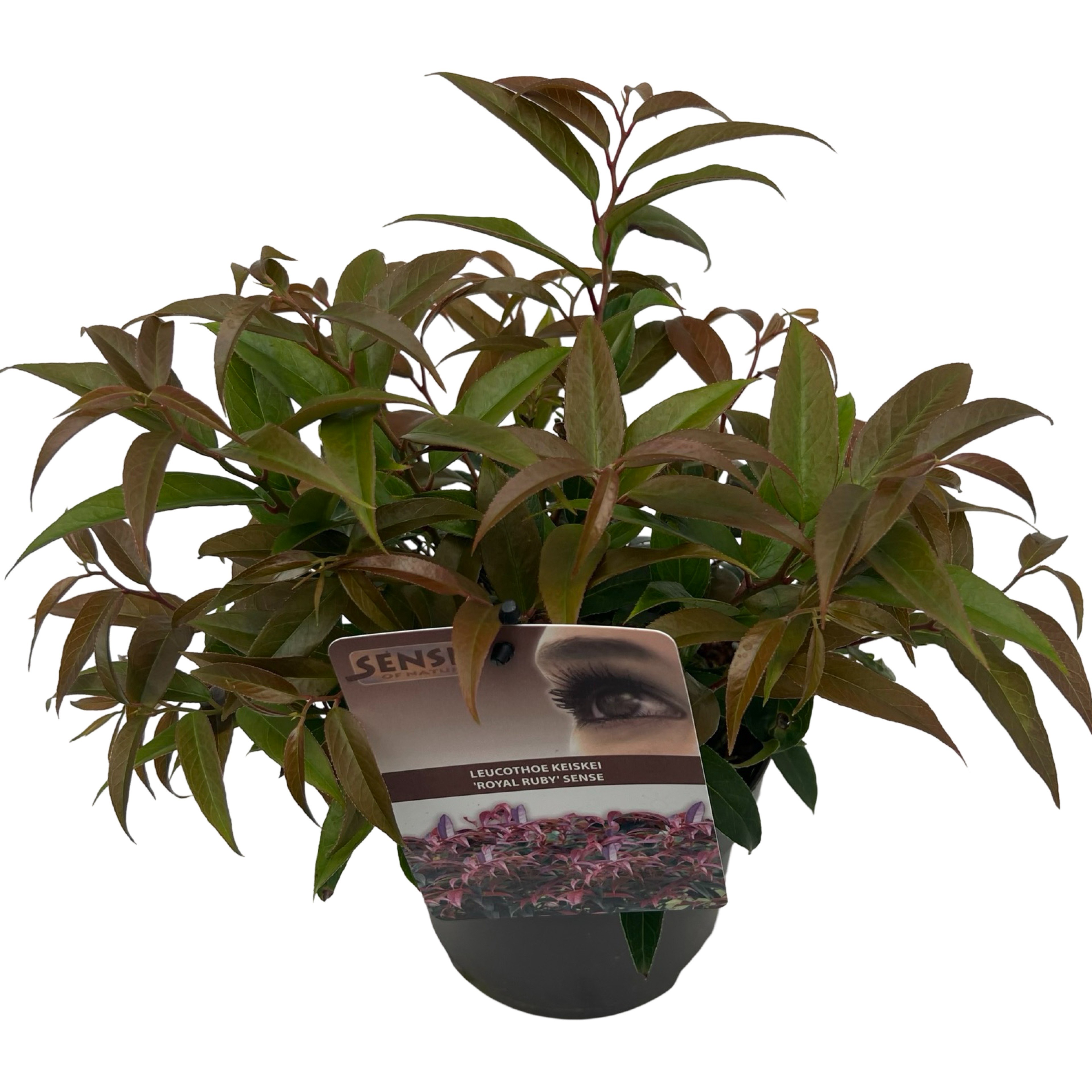 Picture of Leucothoe Royal Ruby sense P17 (2 Ltr) 40CM