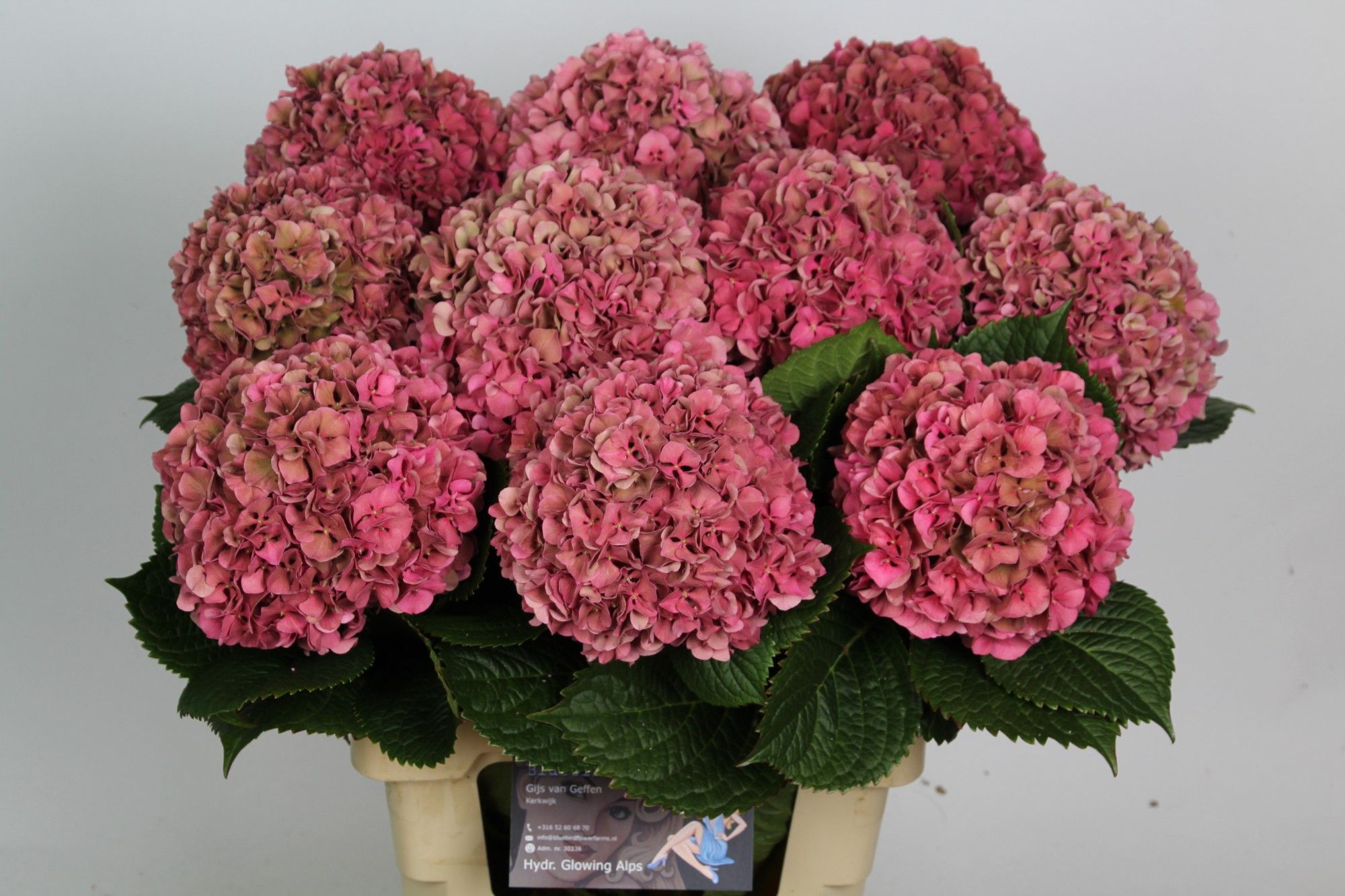 Hydrangea Glowing Alps Classic 70cm 18Ø