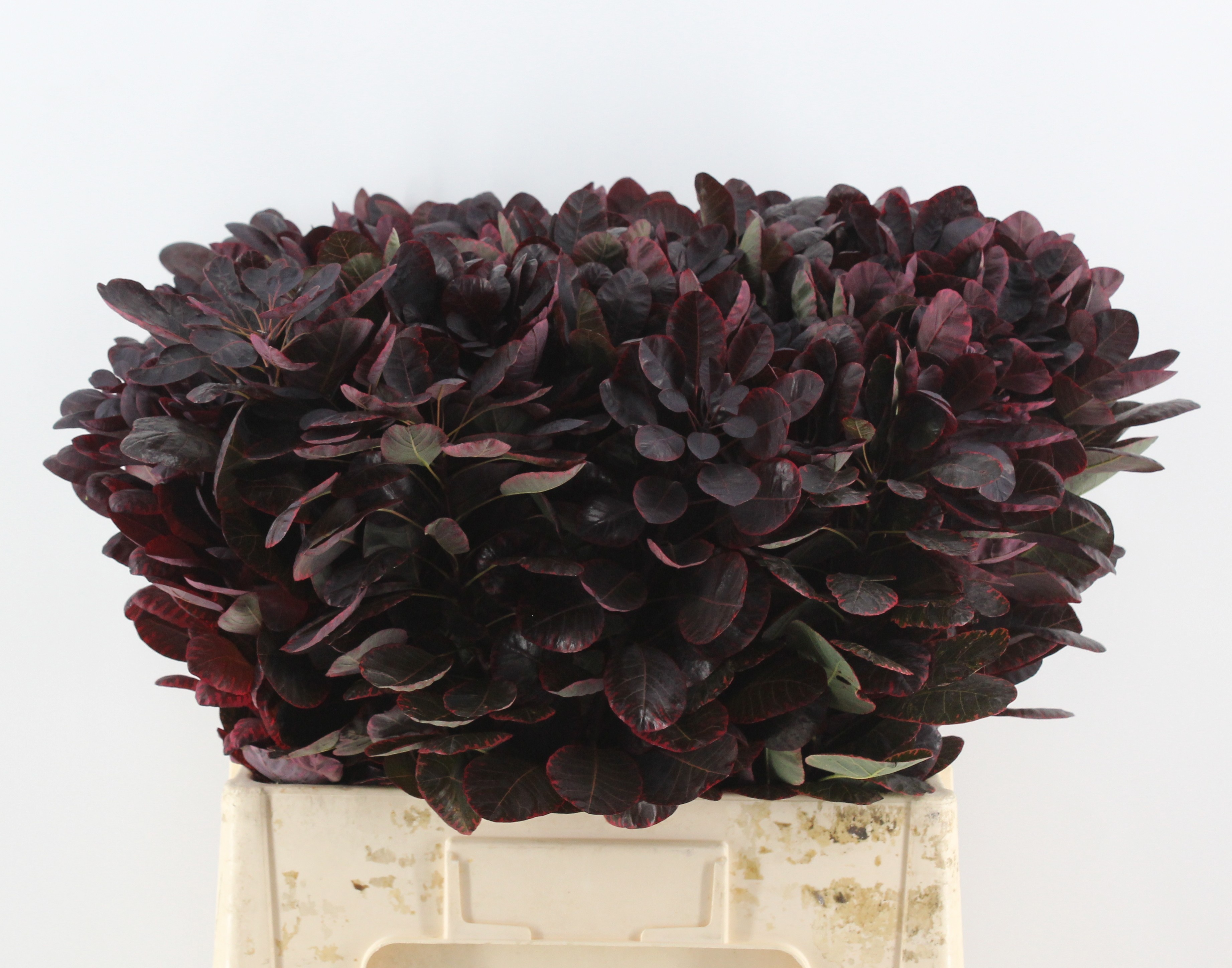 Coti C Royal Purple