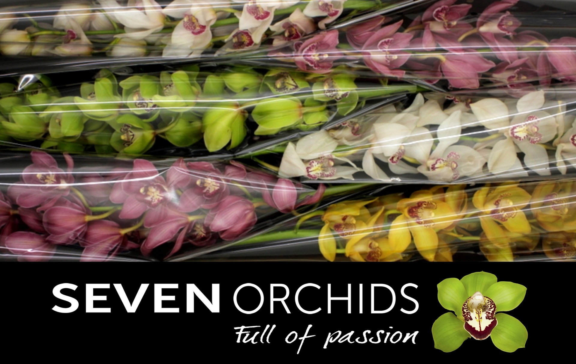 Cymbidium Asst 13bl