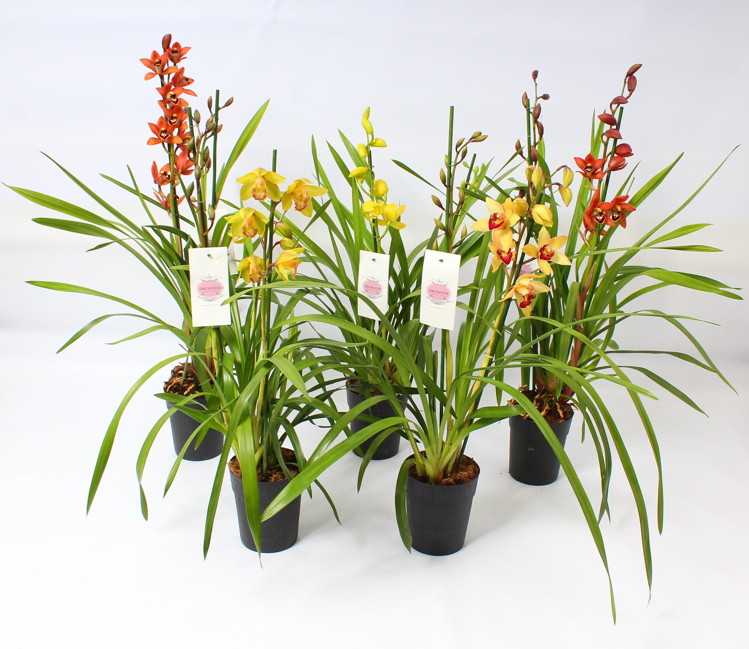 Picture of Cymbidium in varieties 2 shoots P14 85cm