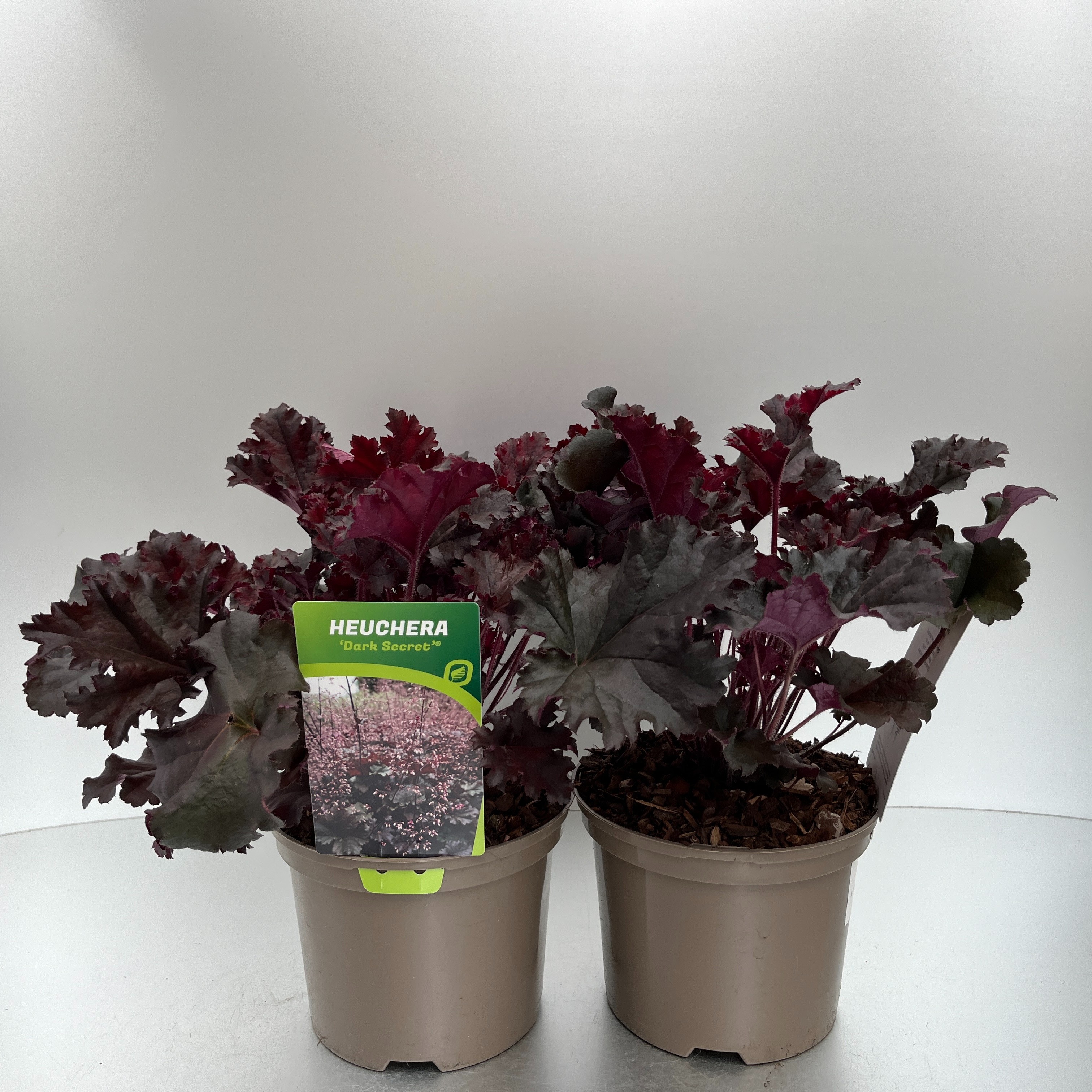 Picture of Heuchera Dark Secret P17 (2 Ltr)