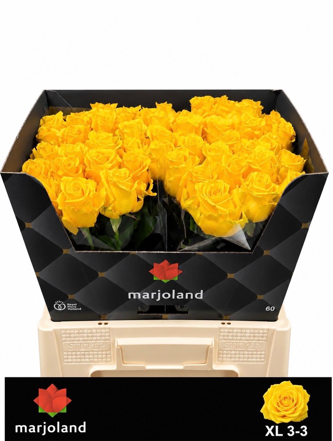 Rosa Palmares 60cm