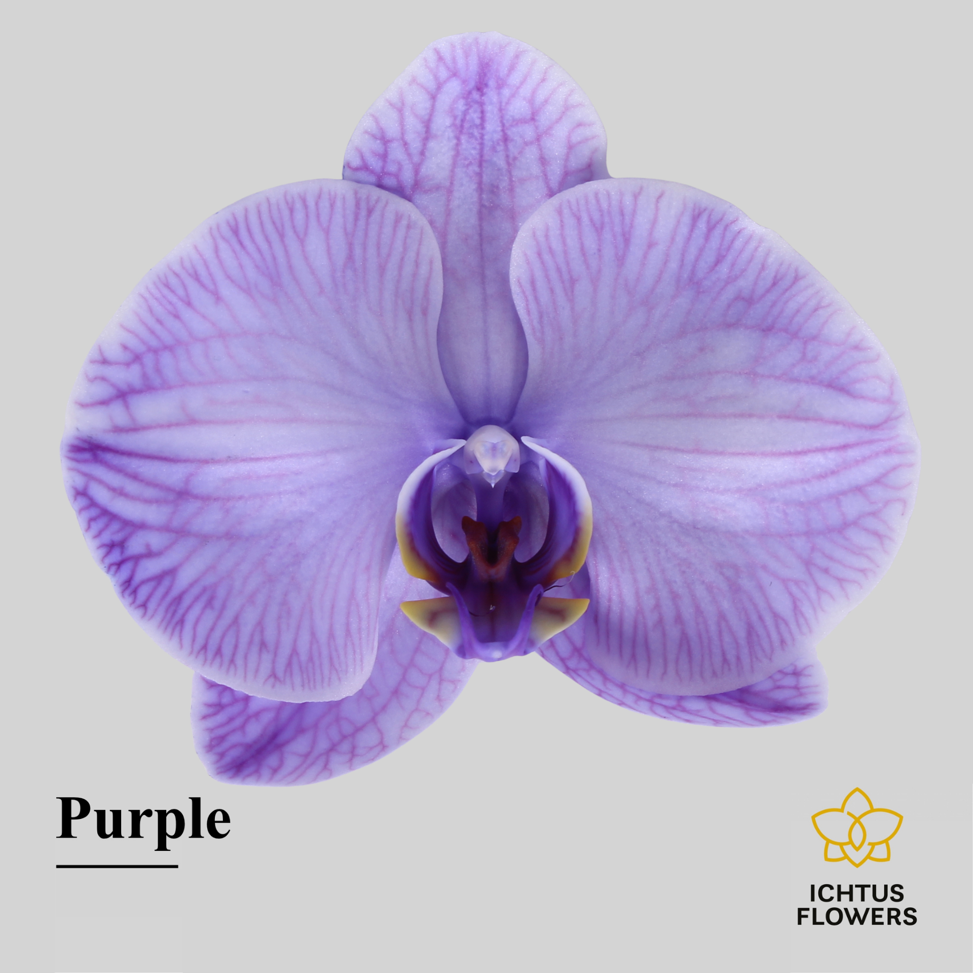 Phal Painted Excl. Purple Bloem 25 Bloemen