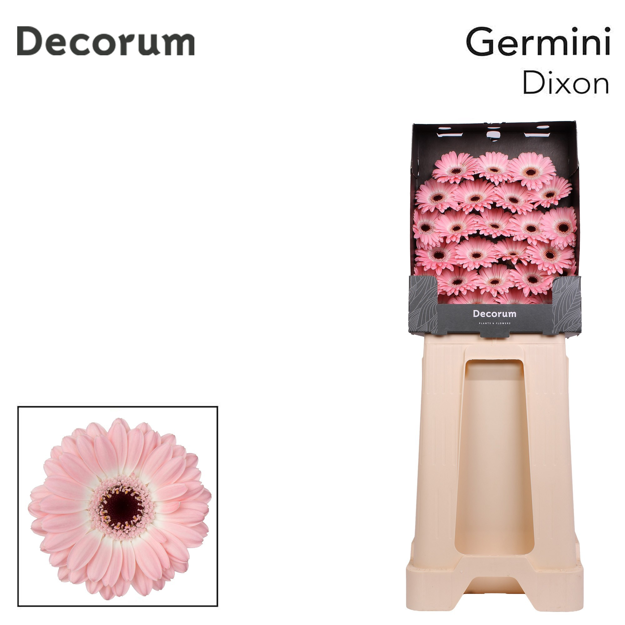 Ge Mi Dixon