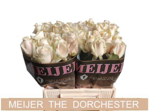 Rosa Dorchester 40cm