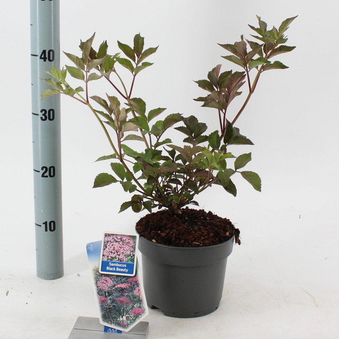 Picture of Sambucus nigra Black Beauty ('Gerda'PBR) P17 (2 Ltr)