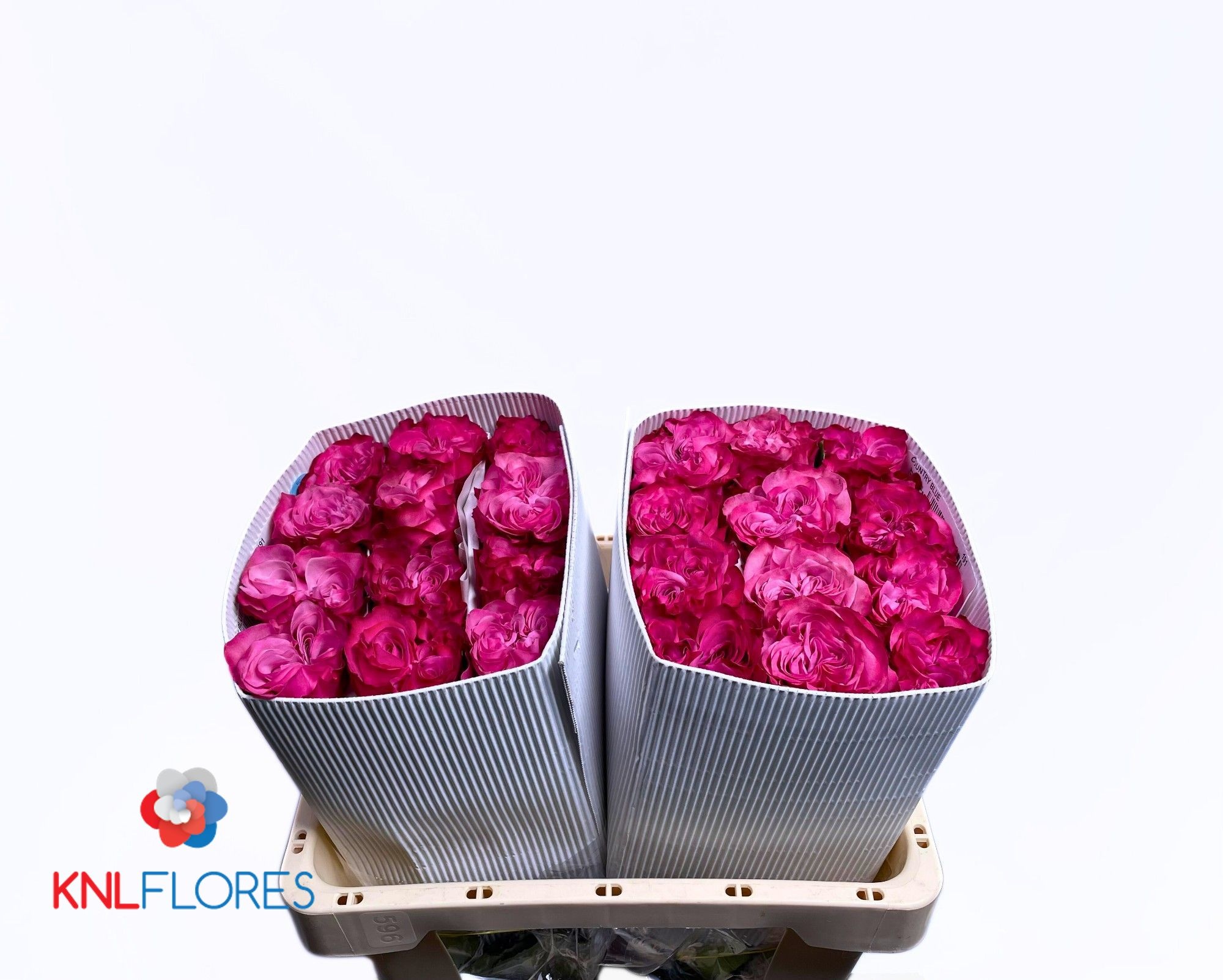 Rosa Country Blues 60cm