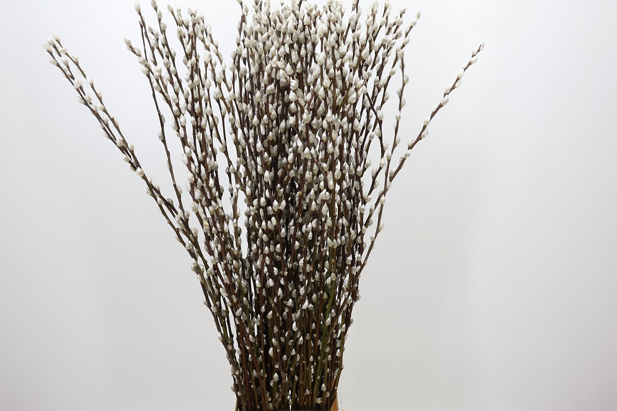 Salix Ca Snow Flake 120cm