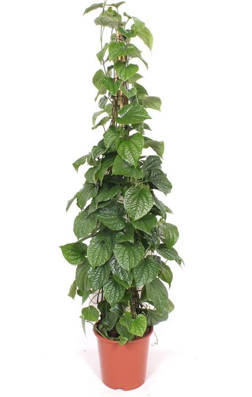 chrome plant pot Round Chrome Pot Orchid Artificial Plant  Okash & Kash