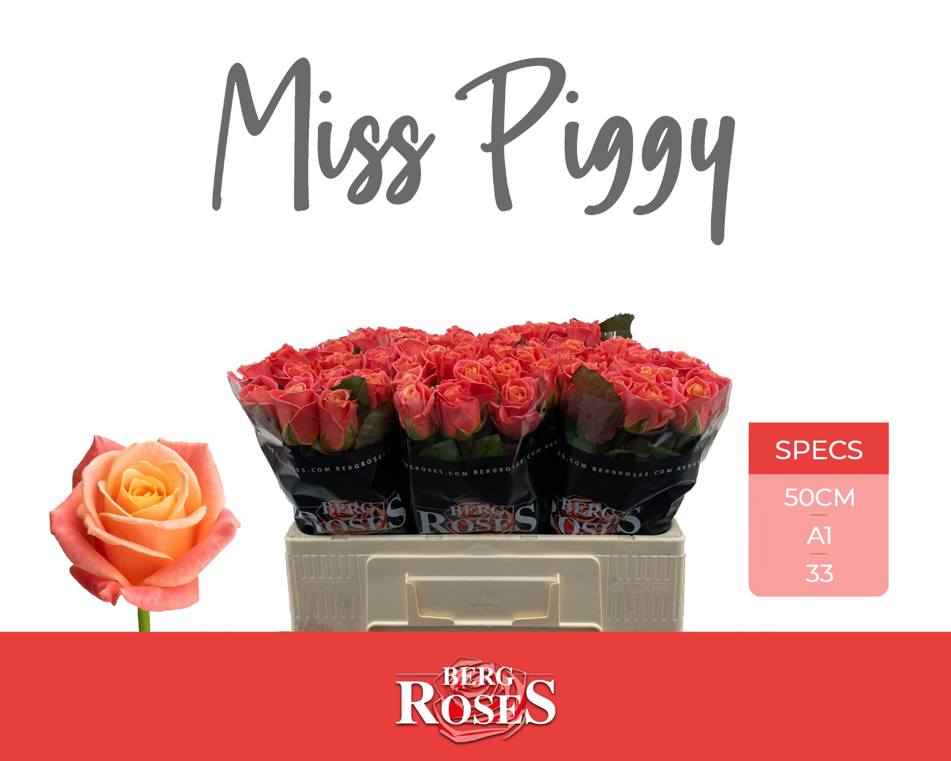 R Gr Miss Piggy+