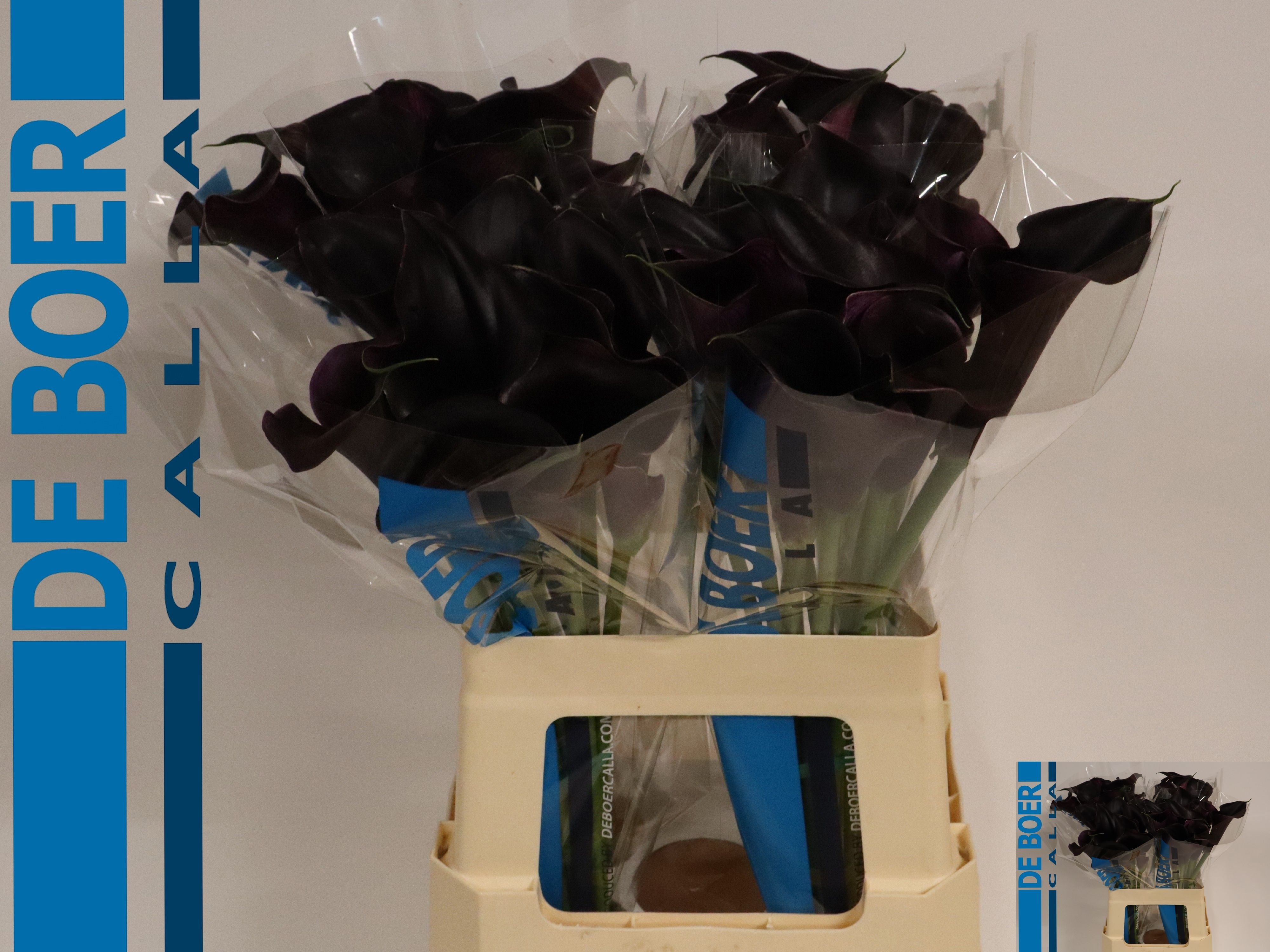 Calla Capt Beretta 60cm