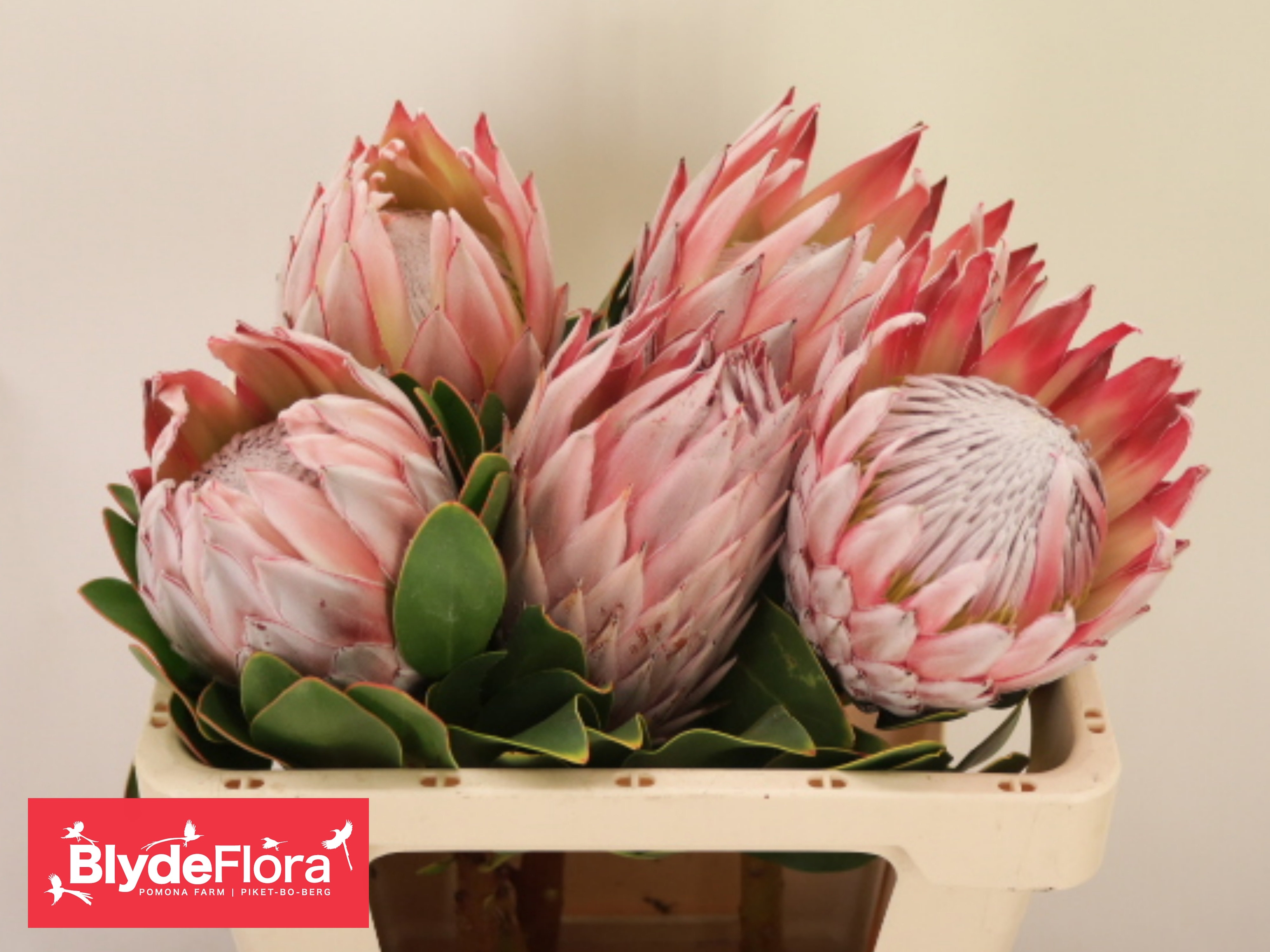 Protea Cynaroides 50cm
