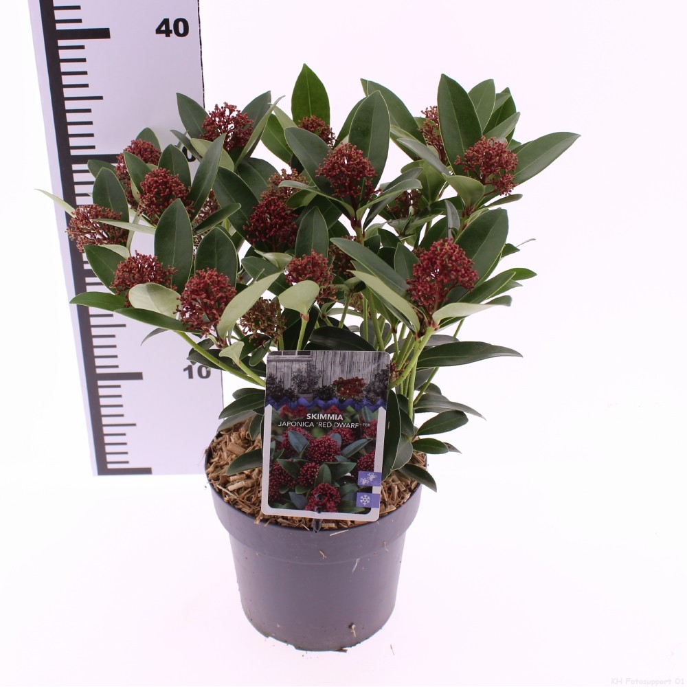 Picture of Skimmia jap. 'Red Dwarf'