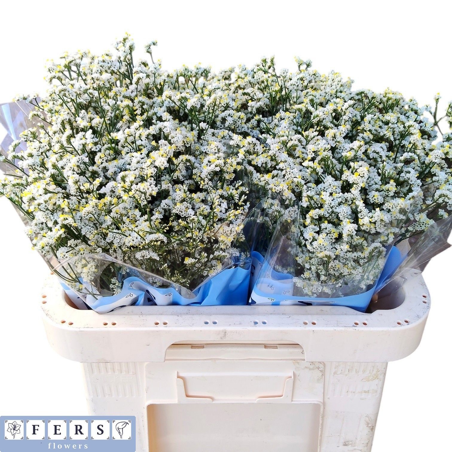 Limonium Sin Mountain Diamond 60cm 20gram