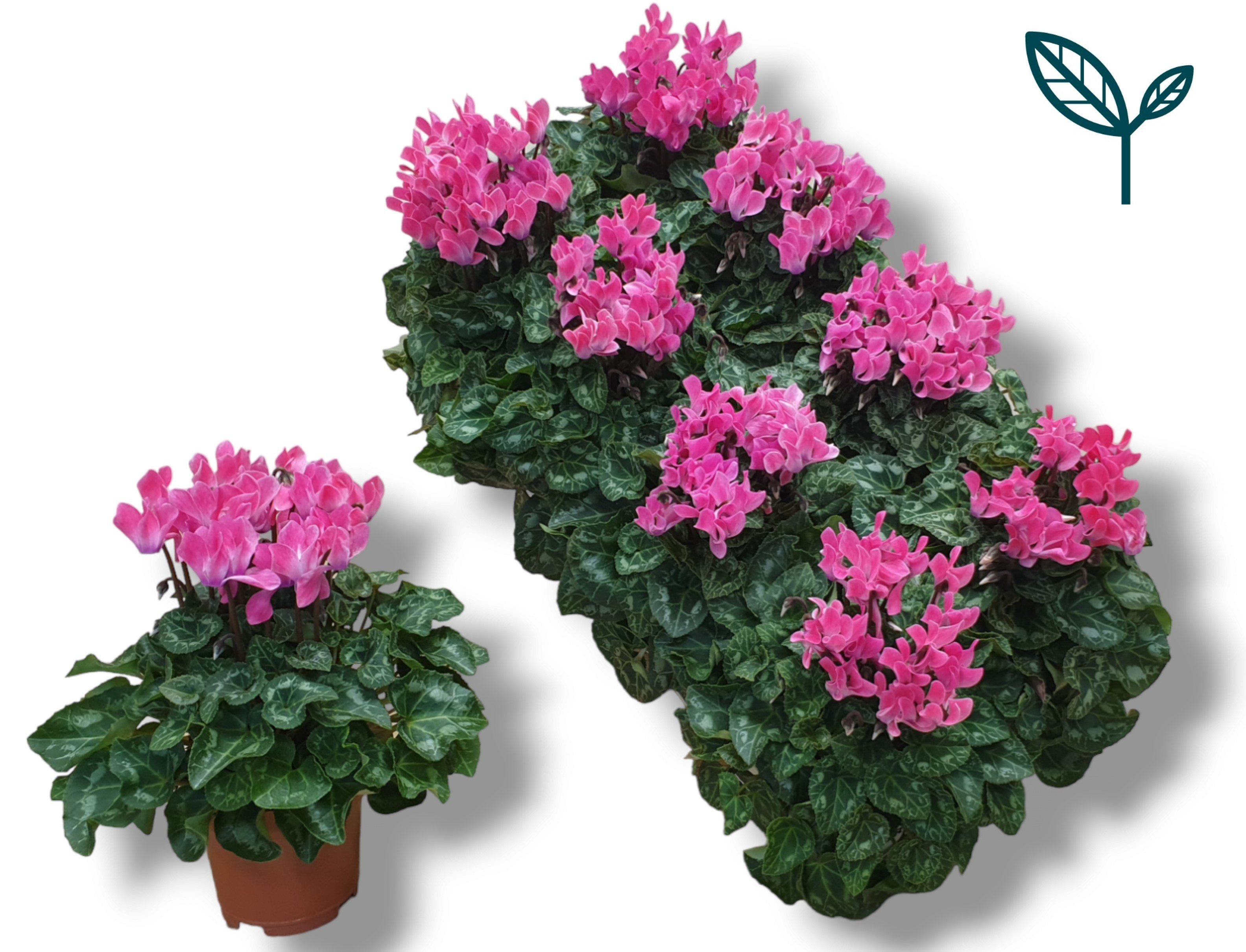 Picture of Cyclamen-COMPACT light pink P10.5 20CM