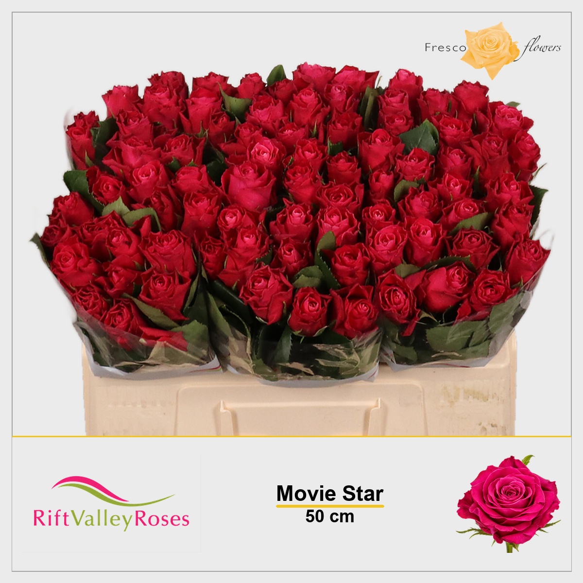 Rosa Movie Star 50cm
