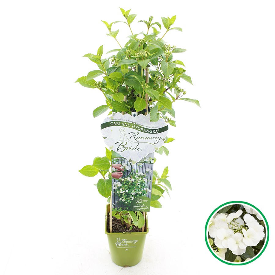 Picture of Hydrangea hybr. Runaway Bride® - 4 stick (klimplant)