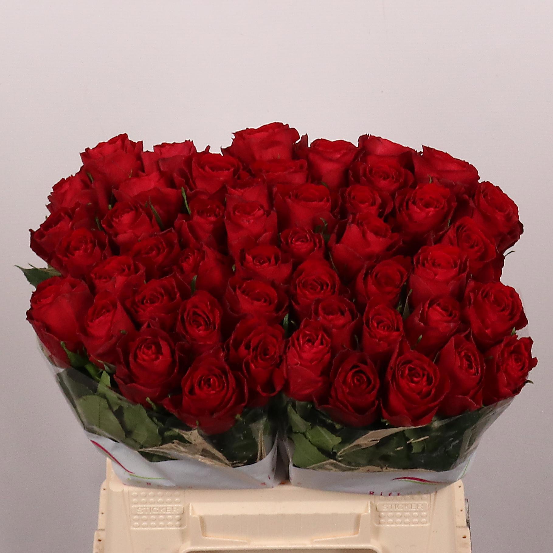 Rosa Madam Red 40cm