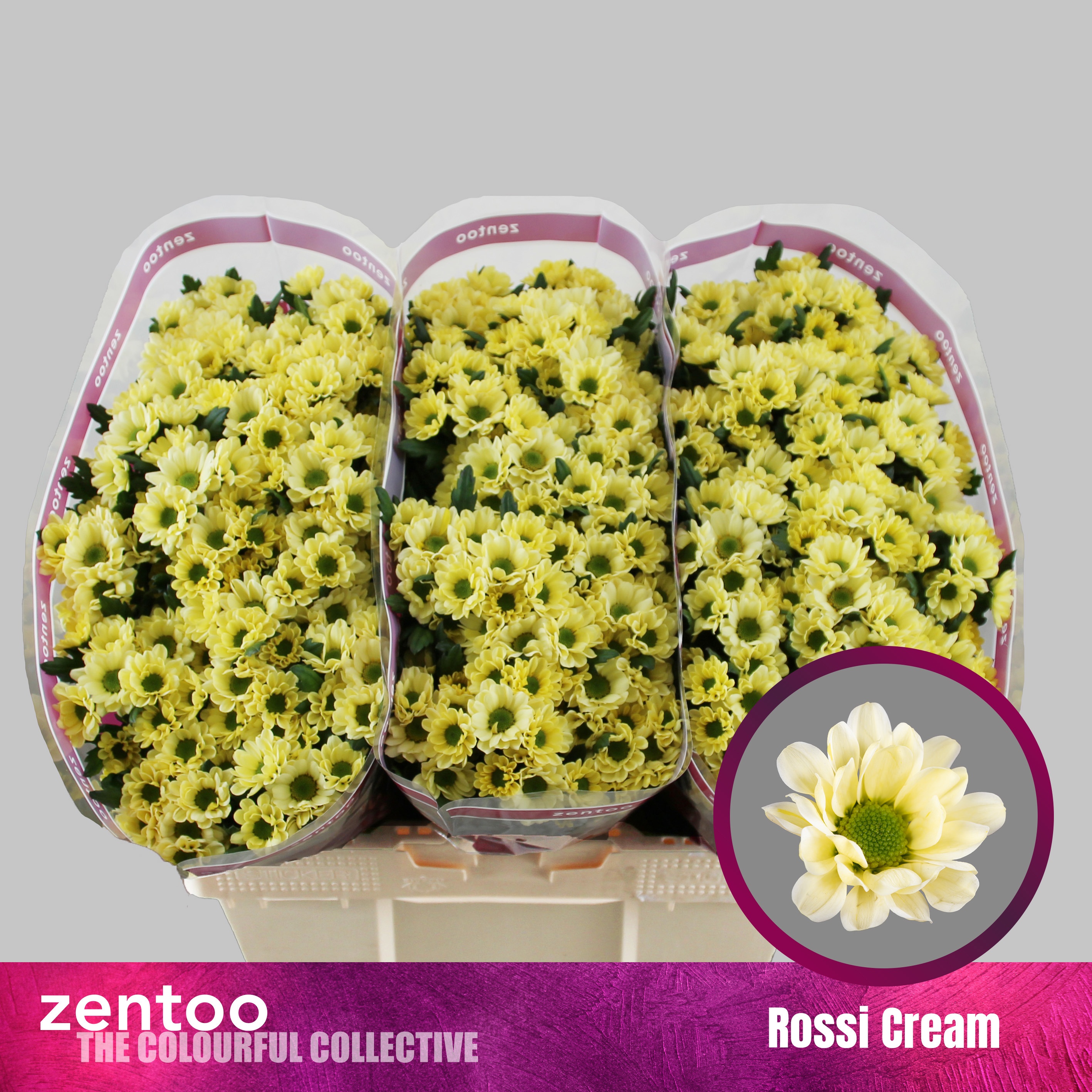 Chr San Rossi Cream