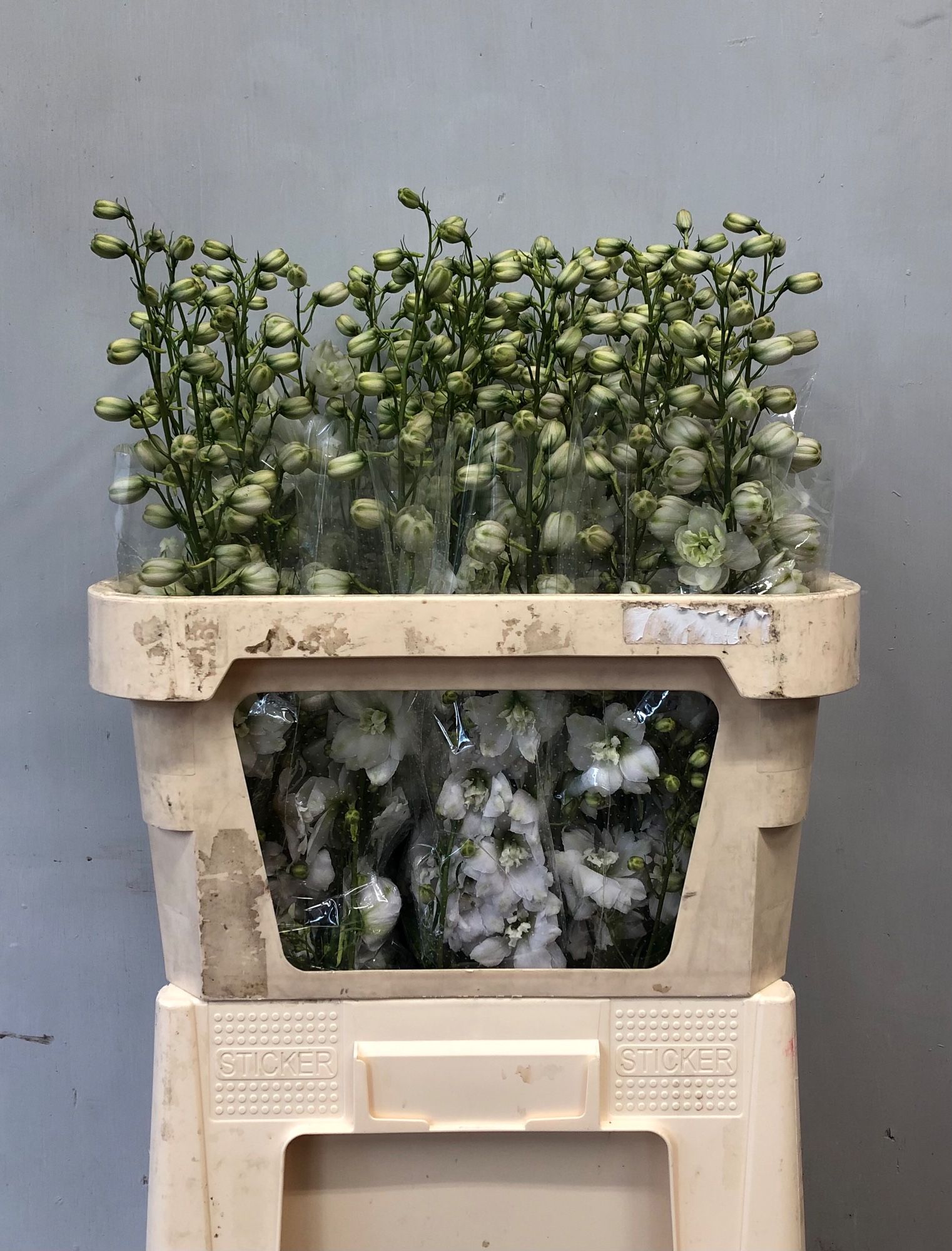 Delphinium El Dewi Impr White 80cm