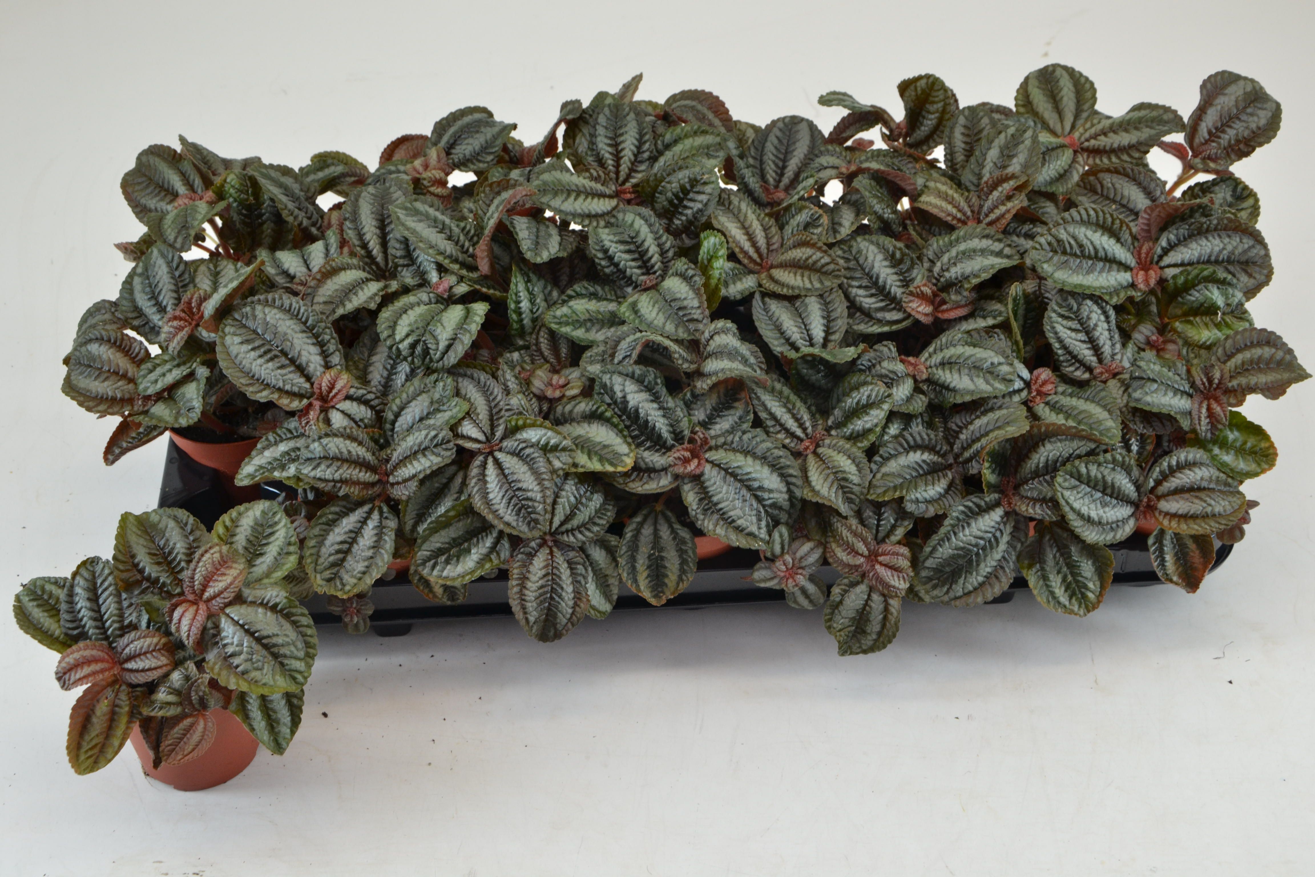 Pilea Norfolk 508P 10H