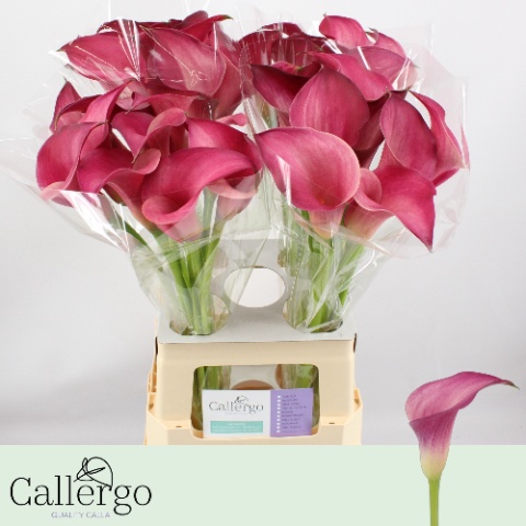 Calla Pink Jewel 65cm