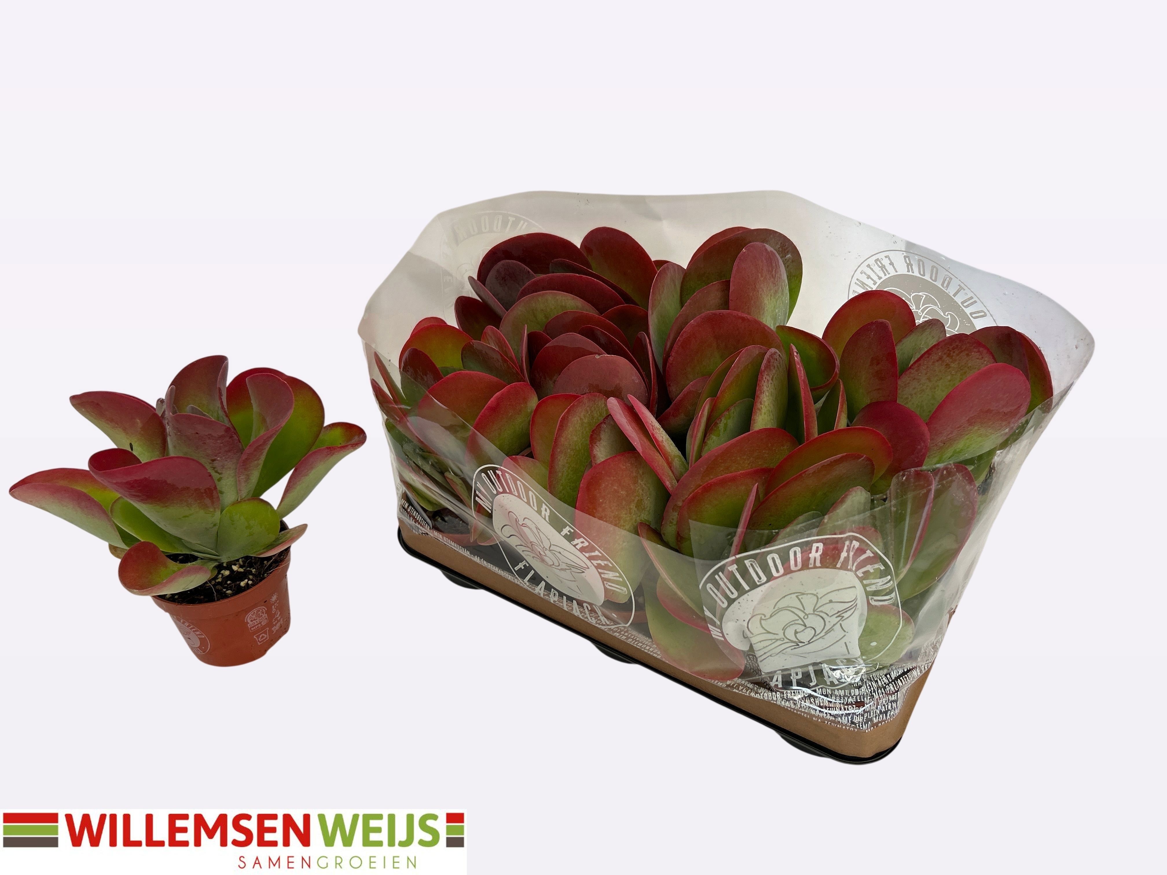 Kalanchoe Thyrsifl 510P 19H