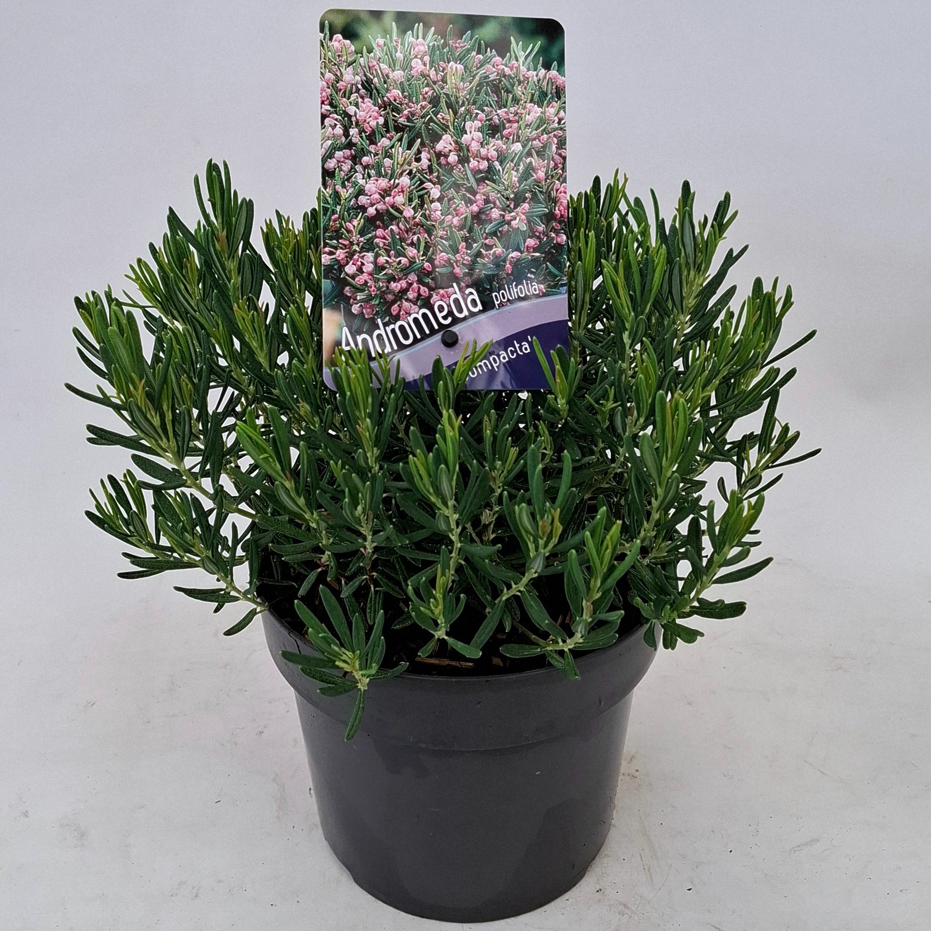 Picture of Andromeda polifolia 'Compacta'