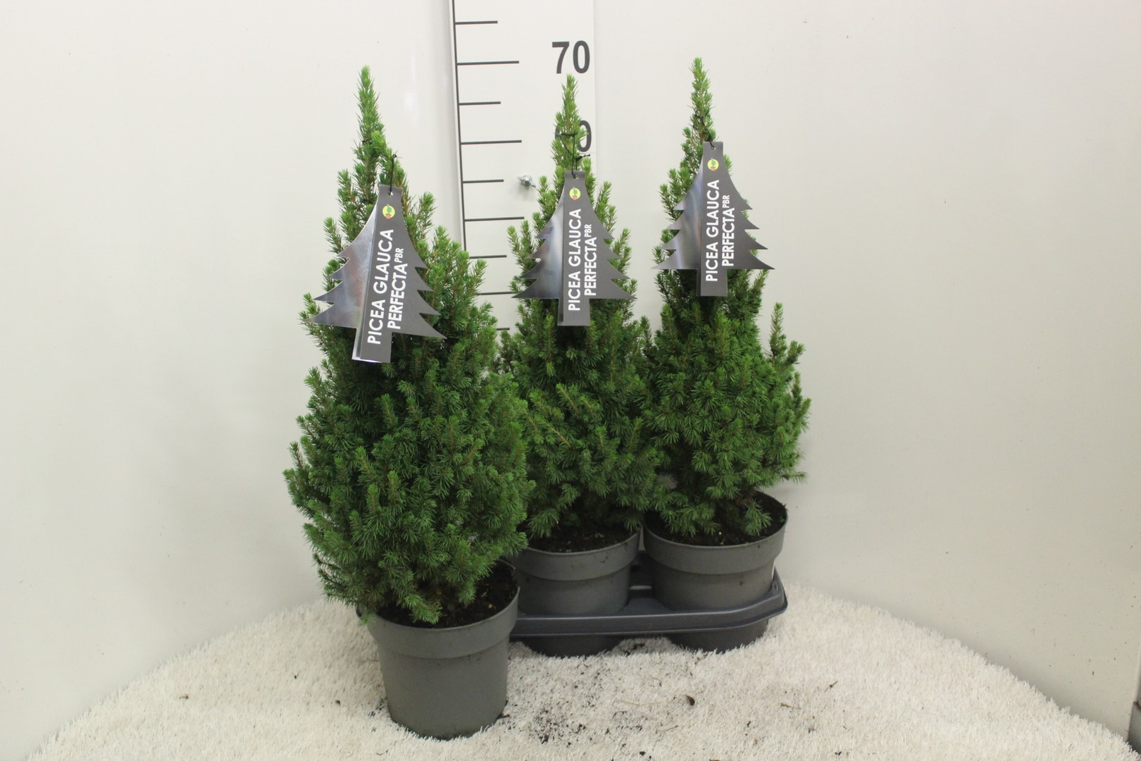 Picture of Picea glauca Perfecta P19 (3 Ltr) 60/70CM INC POT/POTGROWN