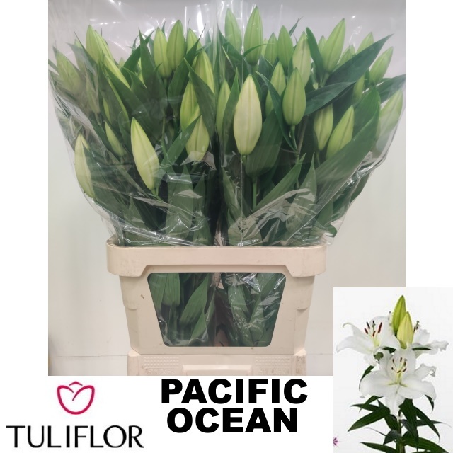 Lilium Or 100cm 5/7bl