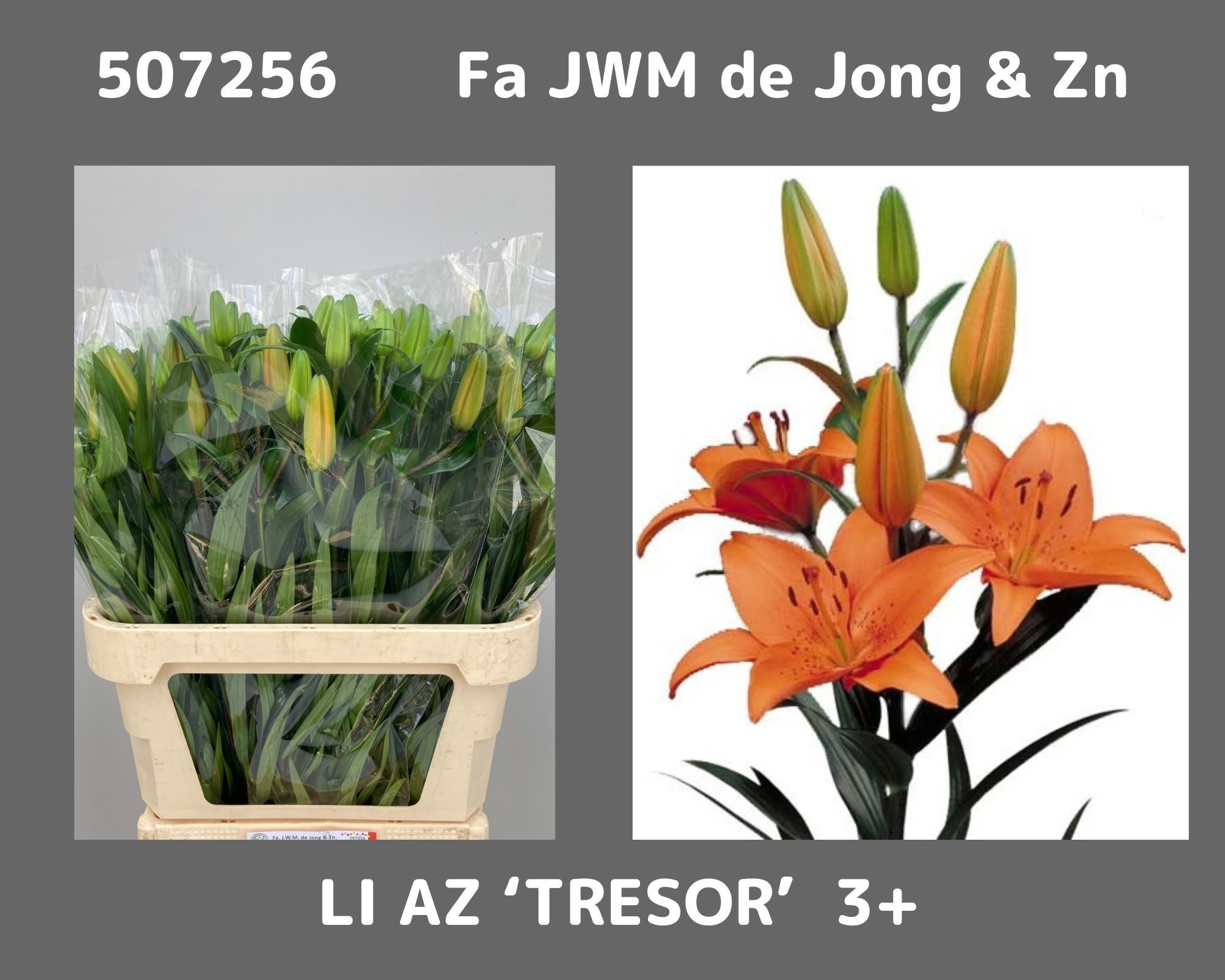 Li Az Tresor