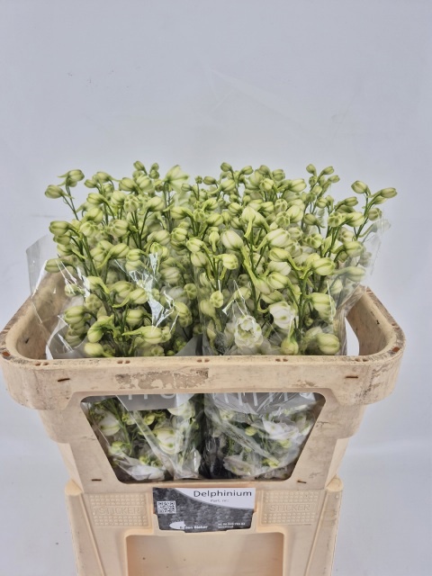 Delphinium El Dewi Siberia 70cm