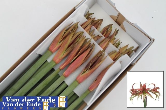 Hippeastrum Mini Tango 75cm 4bl