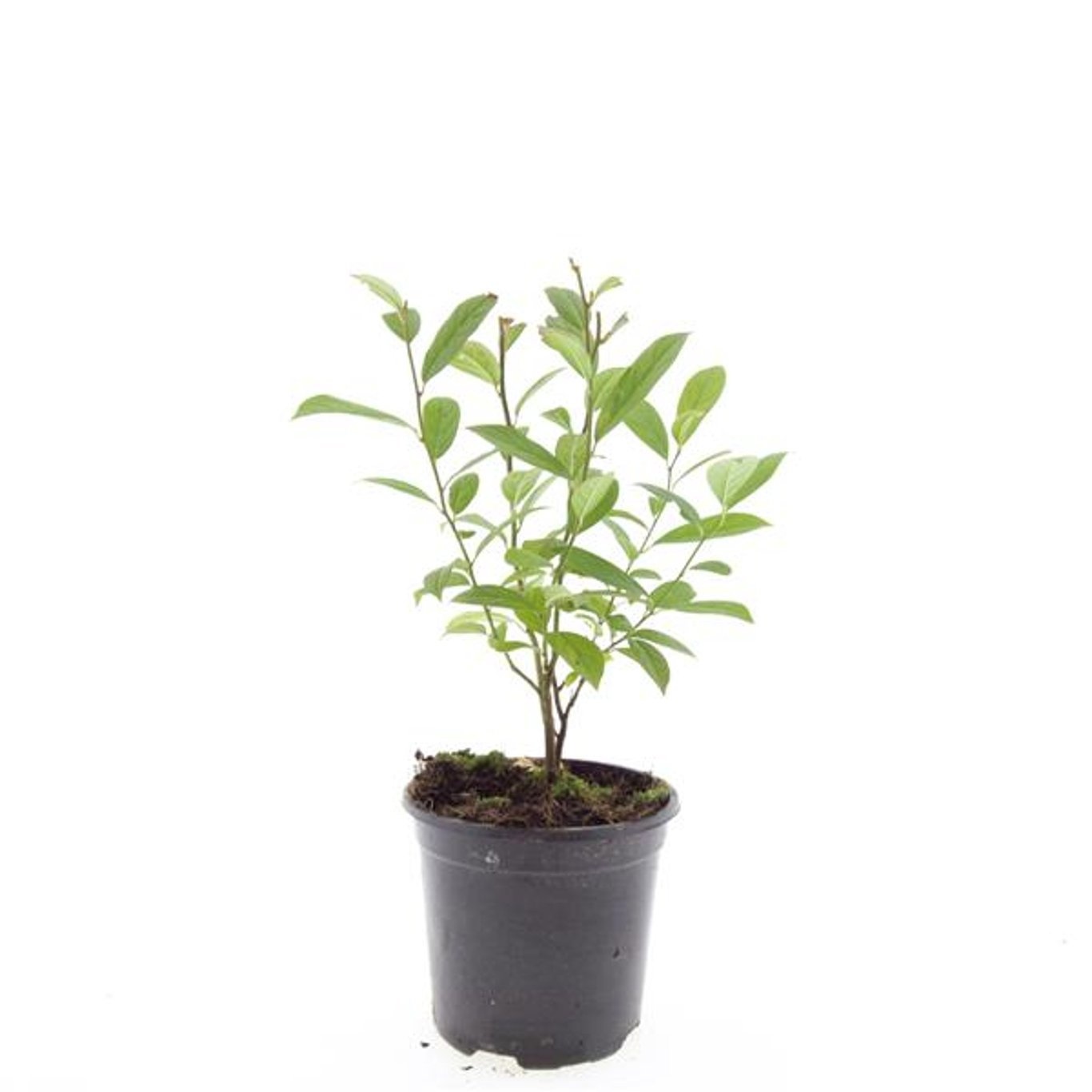 Itea virginica