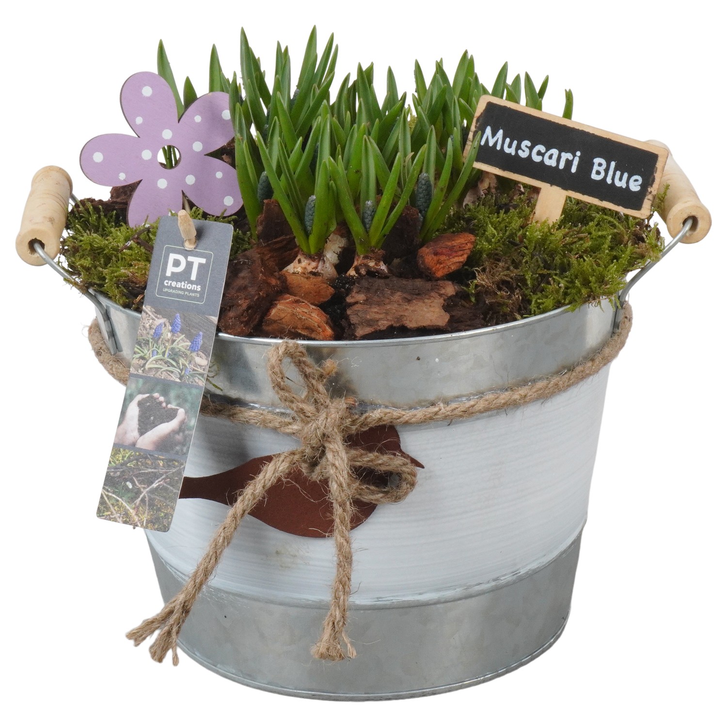 Picture of PTMB1056 Arrangement Muscari in zinc deco pot P21 25CM