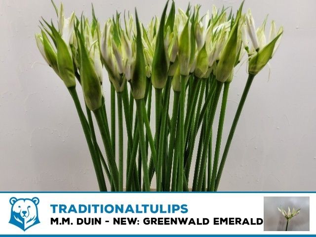 Ne Bo Greenw Emeral 70cm