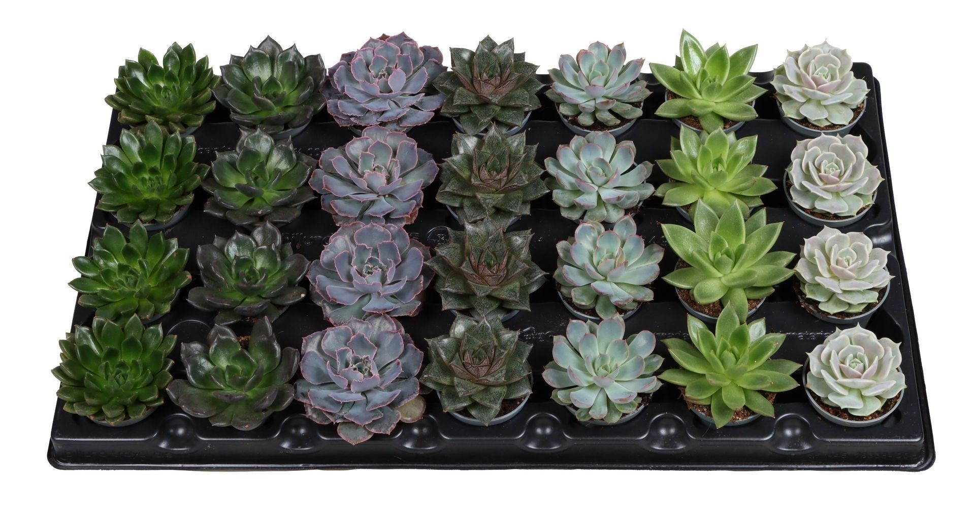 Echeveria Mix 7 varieties