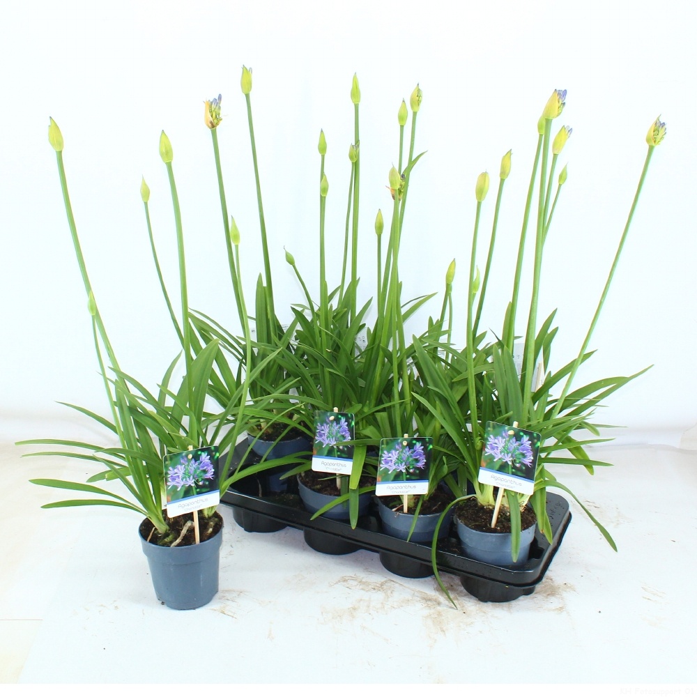 green bubbles plant Callisia Repens Sedum (4 inch) main image 0