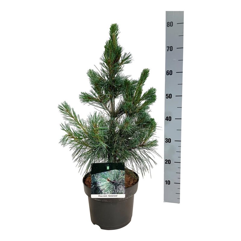 Picture of Pinus mont. 'Ammerland'