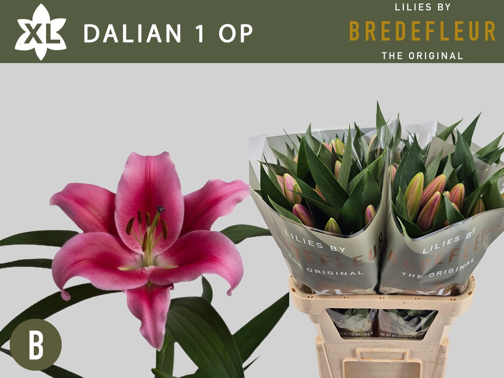 Li Ot Dalian