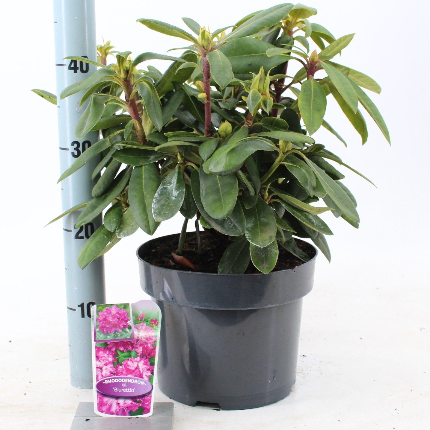 Rhododendron (Yakushimanum) 'Blurettia' | Gardenline