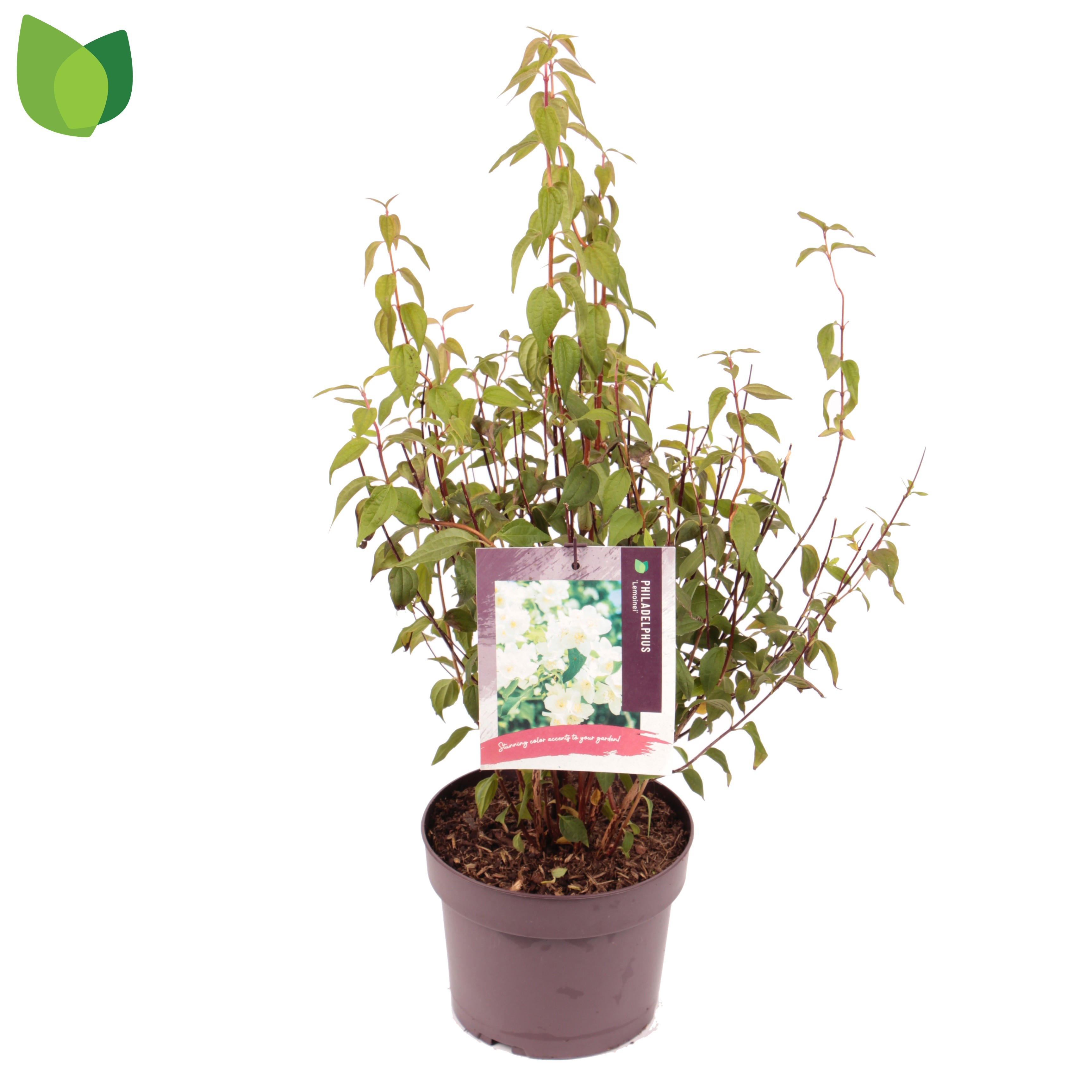 Philadelphus 'Lemoinei'
