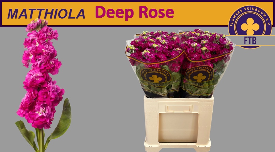 Matth Stox Deep Rose 60cm