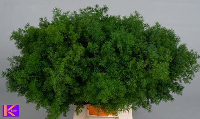 Asparagus Umbellatus 50cm