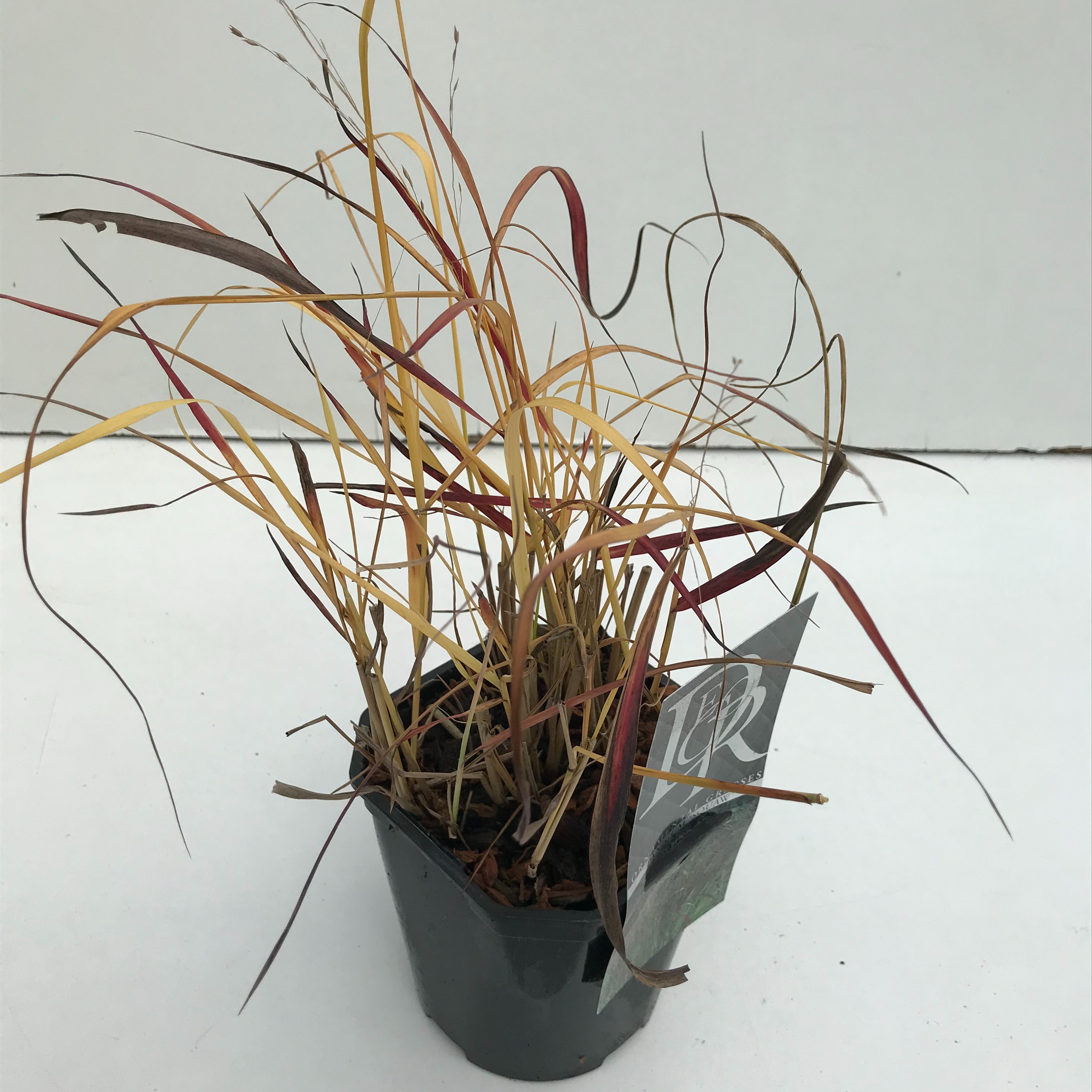 Picture of Panicum Squaw P17 (2 Ltr) Square