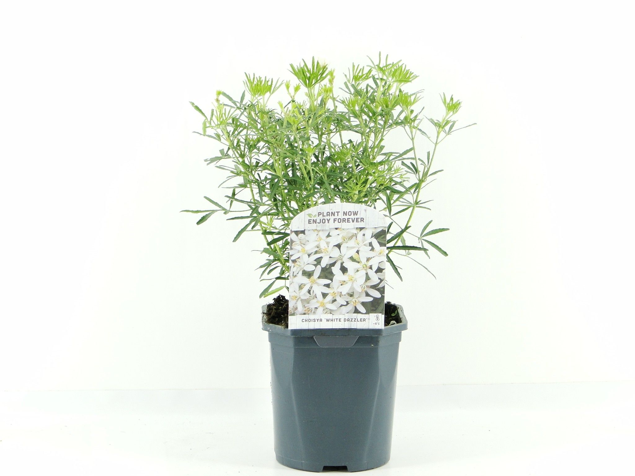 Picture of Choisya ternata White Dazzler