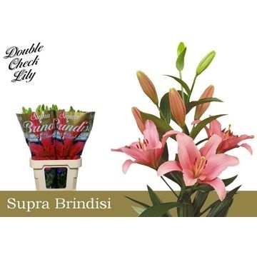 Lilium La Brindisi 90cm 5/7bl