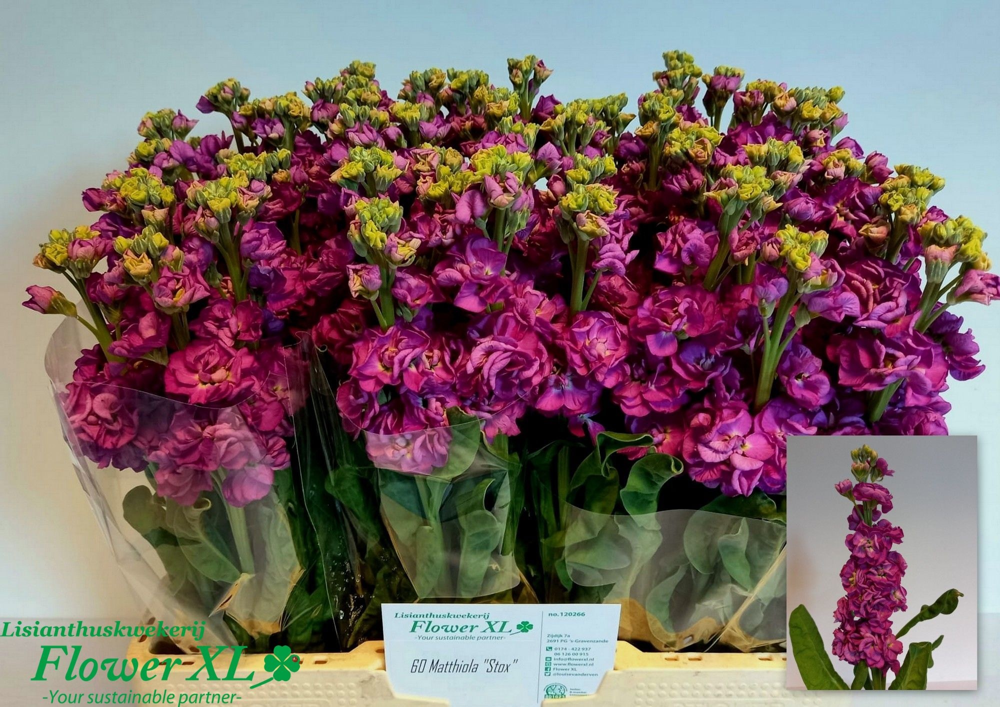 Matth Stox Deep Rose 50cm