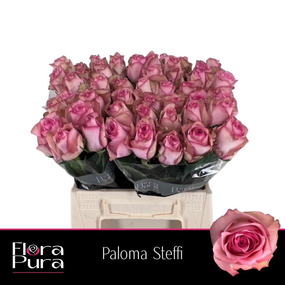 R Gr Paloma Steffi
